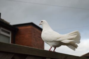 white pigeon standing